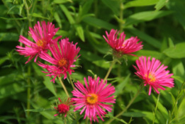 Aster novae-angliae 'Andenken an Alma Poetschke'  bestellen